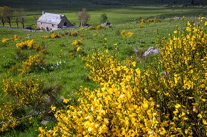 BURON, HABITATION INDIVIDUELLE DANS UN BATIMENT AGRICOLE, PLATEAU DE L'AUBRAC, NASBINALS, LOZERE (48), FRANCE 