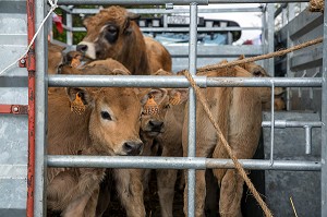 TRANSPORT DE VEAUX DE RACE AUBRAC DANS UN CAMION 