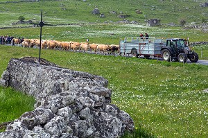 ELEVEUR ET TROUPEAU SUR LES ROUTES DE LA COMMUNE DE MARCHASTEL, FETE DE LA TRANSHUMANCE DE VACHES DE RACE AUBRAC, LOZERE (48), FRANCE 