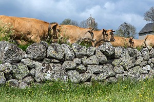 TROUPEAU SUR LES ROUTES DE LA COMMUNE DE MARCHASTEL, FETE DE LA TRANSHUMANCE DES VACHES DE RACE AUBRAC, LOZERE (48), FRANCE 