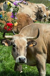 TROUPEAU AU PATURAGE, LA COMMUNE DE MARCHASTEL, FETE DE LA TRANSHUMANCE DES VACHES DE RACE AUBRAC, LOZERE (48), FRANCE 