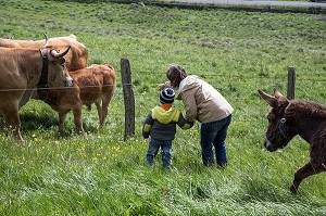 MERE ET SON ENFANT VENUS VOIR LES VACHES ET L'ANE, FETE DE LA TRANSHUMANCE, VACHES DE RACE AUBRAC DE MARCHASTEL, LOZERE (48), FRANCE 