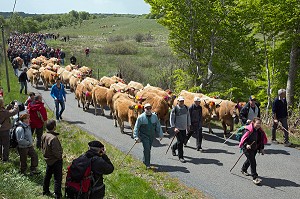 ARRIVEE DES TROUPEAUX ET DE LA FOULE DE MARCHEURS, FETE DE LA TRANSHUMANCE DE VACHES DE RACE AUBRAC, COL DE BONNECOMBE, LOZERE (48), FRANCE 