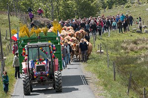 ARRIVEE DES TROUPEAUX ET DE LA FOULE DE MARCHEURS, FETE DE LA TRANSHUMANCE DE VACHES DE RACE AUBRAC, COL DE BONNECOMBE, LOZERE (48), FRANCE 