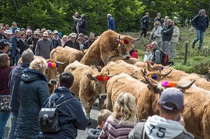 ARRIVEE DES TROUPEAUX AU MILIEU DE LA FOULE, FETE DE LA TRANSHUMANCE DE VACHES DE RACE AUBRAC, COL DE BONNECOMBE, LOZERE (48), FRANCE 