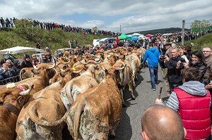 ARRIVEE DES TROUPEAUX AU MILIEU DE LA FOULE, FETE DE LA TRANSHUMANCE DE VACHES DE RACE AUBRAC, COL DE BONNECOMBE, LOZERE (48), FRANCE 