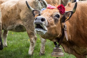VACHE QUI BAVE ET QUI MEUGLE, FETE DE LA TRANSHUMANCE DE VACHES DE RACE AUBRAC, COL DE BONNECOMBE, LOZERE (48), FRANCE 