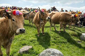 RASSEMBLEMENT DES TROUPEAUX POUR LE PUBLIC, FETE DE LA TRANSHUMANCE DE VACHES DE RACE AUBRAC, COL DE BONNECOMBE, LOZERE (48), FRANCE 