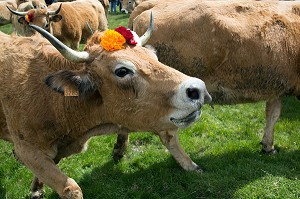 RASSEMBLEMENT DES TROUPEAUX, FETE DE LA TRANSHUMANCE DE VACHES DE RACE AUBRAC, COL DE BONNECOMBE, LOZERE (48), FRANCE 