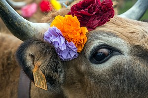 DECORATION DES CORNES, FETE DE LA TRANSHUMANCE DE VACHES DE RACE AUBRAC, COL DE BONNECOMBE, LOZERE (48), FRANCE 