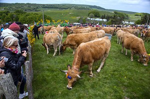 RASSEMBLEMENT DES TROUPEAUX POUR LE PUBLIC, FETE DE LA TRANSHUMANCE DE VACHES DE RACE AUBRAC, COL DE BONNECOMBE, LOZERE (48), FRANCE 