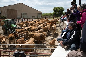 PREPARATION DU TROUPEAU, TRANSHUMANCE DE VACHES DE RACE AUBRAC DANS LA FERME DE JEAN PHILIPPE PIGNOL, SAINT PIERRE DE NOGARET, LOZERE (48), FRANCE 