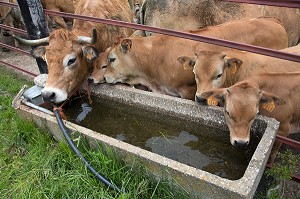 JEUNES VEAUX A L'ABREUVOIR,, TRANSHUMANCE DE VACHES DE RACE AUBRAC DANS LA FERME DE JEAN PHILIPPE PIGNOL, SAINT PIERRE DE NOGARET, LOZERE (48), FRANCE 