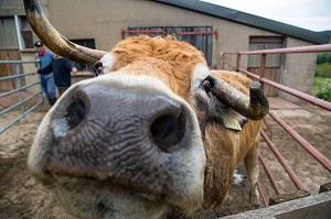 GROS PLAN SUR LE MUSEAU D'UNE VACHE DE RACE AUBRAC, FETE DE LA TRANSHUMANCE, FERME DE JEAN PHILIPPE PIGNOL, LOZERE (48), FRANCE 