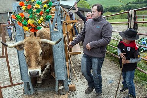 VACHES DE RACE AUBRAC DANS UN CORRIDOR, PREPARATION DE LA TRANSHUMANCE DE VACHES DE RACE AUBRAC DANS LA FERME DE JEAN PHILIPPE PIGNOL, LOZERE (48), FRANCE 