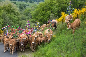 TROUPEAU DE L'ELEVEUR JEAN PHILIPPE PIGNOL, FETE DE LA TRANSHUMANCE DES VACHES DE RACE AUBRAC, COL DE BONNECOMBE, LOZERE (48), FRANCE 