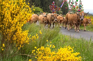 TROUPEAU DE L'ELEVEUR JEAN PHILIPPE PIGNOL, FETE DE LA TRANSHUMANCE DES VACHES DE RACE AUBRAC, COL DE BONNECOMBE, LOZERE (48), FRANCE 