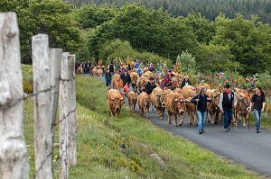 TROUPEAU DE L'ELEVEUR JEAN PHILIPPE PIGNOL, FETE DE LA TRANSHUMANCE DES VACHES DE RACE AUBRAC, COL DE BONNECOMBE, LOZERE (48), FRANCE 