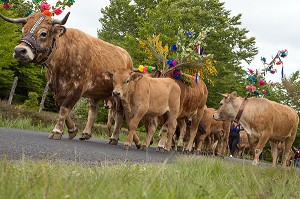 TROUPEAU DE L'ELEVEUR JEAN PHILIPPE PIGNOL, FETE DE LA TRANSHUMANCE DES VACHES DE RACE AUBRAC, COL DE BONNECOMBE, LOZERE (48), FRANCE 