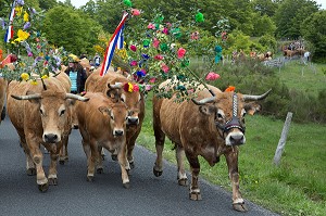 TROUPEAU DE L'ELEVEUR JEAN PHILIPPE PIGNOL, FETE DE LA TRANSHUMANCE DES VACHES DE RACE AUBRAC, COL DE BONNECOMBE, LOZERE (48), FRANCE 