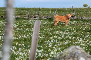 VEAU  DE RACE AUBRAC DANS UN PRE FLEURI DE NARCISSES ET JONQUILLES SAUVAGES, NASBINALS, LOZERE (48), FRANCE 