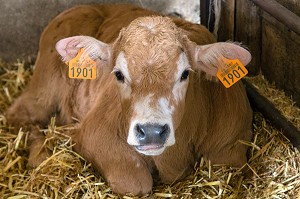 JEUNE VEAU A L'ETABLE DE RACE AUBRAC, LOZERE (48), FRANCE 