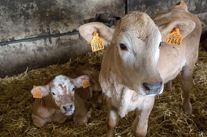 JEUNE VEAU A L'ETABLE DE RACE AUBRAC, LOZERE (48), FRANCE 
