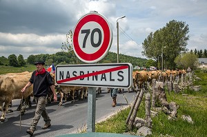 TRAVERSEE DU TROUPEAU DANS LE VILLAGE, TRANSHUMANCE DE VACHES DE RACE AUBRAC, NASBINALS, LOZERE (48), FRANCE 