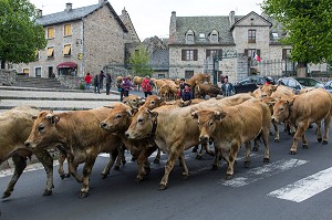 TRAVERSEE DU TROUPEAU DANS LE VILLAGE, TRANSHUMANCE DE VACHES DE RACE AUBRAC, NASBINALS, LOZERE, FRANCE 