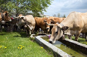 PAUSE A L'ABREUVOIR POUR LE TROUPEAU, TRANSHUMANCE DE VACHES DE RACE AUBRAC DE MARCHASTEL, LOZERE (48), FRANCE 