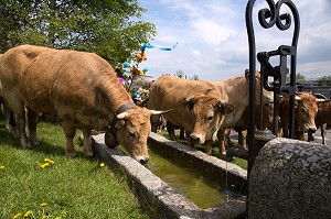 PAUSE A L'ABREUVOIR POUR LE TROUPEAU, TRANSHUMANCE DE VACHES DE RACE AUBRAC DE MARCHASTEL, LOZERE (48), FRANCE 