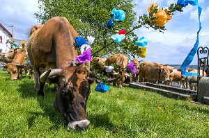 TROUPEAU EN TRAIN DE BROUTER DE L'HERBE, TRANSHUMANCE DE VACHES DE RACE AUBRAC, MARCHASTEL, LOZERE (48), FRANCE 