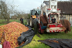 PILEUR DE POMMES, PRESSOIR A LA FERME POUR LA FABRICATION DU CIDRE FERMIER, EXPLOITATION AGRICOLE DE CLAUDE COURBE, RUGLES (27), FRANCE 