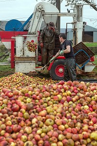 OUVRIERS AGRICOLES POUR LANCER DES POMMES DANS LE PRESSOIR, FABRICATION DU CIDRE FERMIER, EXPLOITATION AGRICOLE DE CLAUDE COURBE, RUGLES (27), FRANCE 