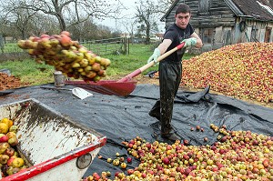 OUVRIER AGRICOLE POUR LANCER DES POMMES DANS LE PRESSOIR, FABRICATION DU CIDRE FERMIER, EXPLOITATION AGRICOLE DE CLAUDE COURBE, RUGLES (27), FRANCE 