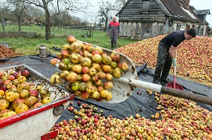 OUVRIERS AGRICOLES POUR LANCER DES POMMES DANS LE PRESSOIR, FABRICATION DU CIDRE FERMIER, EXPLOITATION AGRICOLE DE CLAUDE COURBE, RUGLES (27), FRANCE 