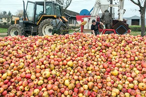 OUVRIERS AGRICOLES POUR LANCER DES POMMES DANS LE PRESSOIR, FABRICATION DU CIDRE FERMIER, EXPLOITATION AGRICOLE DE CLAUDE COURBE, RUGLES (27), FRANCE 