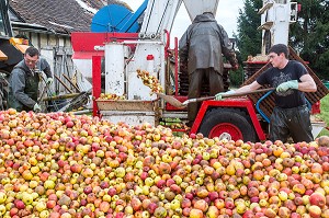 OUVRIERS AGRICOLES POUR LANCER DES POMMES DANS LE PRESSOIR, FABRICATION DU CIDRE FERMIER, EXPLOITATION AGRICOLE DE CLAUDE COURBE, RUGLES (27), FRANCE 