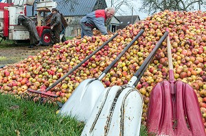 EXPLOITANT AGRICOLE DEVANT SON TAS DE POMMES AVANT LA FABRICATION DU CIDRE FERMIER, EXPLOITATION AGRICOLE DE CLAUDE COURBE, RUGLES (27), FRANCE 