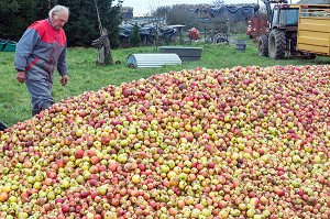 EXPLOITANT AGRICOLE DEVANT SON TAS DE POMMES AVANT LA FABRICATION DU CIDRE FERMIER, EXPLOITATION AGRICOLE DE CLAUDE COURBE, RUGLES (27), FRANCE 