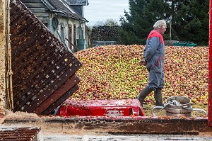 EXPLOITANT AGRICOLE DEVANT SON TAS DE POMMES AVANT LA FABRICATION DU CIDRE FERMIER, EXPLOITATION AGRICOLE DE CLAUDE COURBE, RUGLES (27), FRANCE 