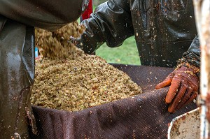 REMPLISSAGE DES TOILES DE JUTE DE POMMES A CIDRES BROYEES AVANT PRESSAGE, FABRICATION DU CIDRE FERMIER, EXPLOITATION AGRICOLE DE CLAUDE COURBE, RUGLES (27), FRANCE 