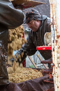 REMPLISSAGE DES TOILES DE JUTE DE POMMES A CIDRES BROYEES AVANT PRESSAGE, FABRICATION DU CIDRE FERMIER, EXPLOITATION AGRICOLE DE CLAUDE COURBE, RUGLES (27), FRANCE 