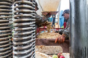 REMPLISSAGE DES TOILES DE JUTE DE POMMES A CIDRES BROYEES AVANT PRESSAGE DANS LE PRESSOIR HYDRAULIQUE, FABRICATION DU CIDRE FERMIER, EXPLOITATION AGRICOLE DE CLAUDE COURBE, RUGLES (27), FRANCE 