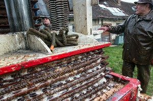 TOILES DE JUTE REMPLIES DE POMMES BROYEES ENTRE LES CLAIES EN BOIS SOUS LE PRESSOIR HYDRAULIQUE POUR EXTRAIRE LE JUS, FABRICATION DU CIDRE FERMIER, EXPLOITATION AGRICOLE DE CLAUDE COURBE, RUGLES (27), FRANCE 