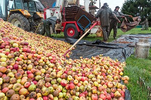 PRESSOIR ET PILAGE DES POMMES POUR LA FABRICATION DU CIDRE FERMIER, EXPLOITATION AGRICOLE DE CLAUDE COURBE, RUGLES (27), FRANCE 