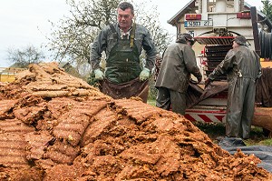 OUVRIERS AGRICOLES QUI VIDENT LES TOILES DE JUTE DES RESIDUS DE PULPE DE POMMES A CIDRE PRESSEES, FABRICATION DU CIDRE FERMIER, EXPLOITATION AGRICOLE DE CLAUDE COURBE, RUGLES (27), FRANCE 