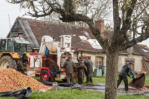 PILEUR DE POMMES, PRESSOIR A LA FERME POUR LA FABRICATION DU CIDRE FERMIER, EXPLOITATION AGRICOLE DE CLAUDE COURBE, RUGLES (27), FRANCE 