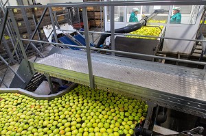 STATION DE LAVAGE DES GOLDENS, COOPERATIVE LIMDOR BIO, STATION FRUITIERE, REGROUPEMENT DE POMICULTEURS PRODUCTEURS DE POMMES DU LIMOUSIN, AOP, SAINT-YRIEIX-LA-PERCHE, (87) HAUTE-VIENNE, LIMOUSIN, FRANCE 