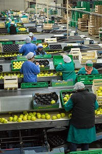 OUVRIERES DEVANT LEUR POSTE DE TRI ET D'EMBALLAGE DES GOLDEN, COOPERATIVE LIMDOR BIO, STATION FRUITIERE, REGROUPEMENT DE POMMICULTEURS PRODUCTEURS DE POMMES DU LIMOUSIN, AOP, SAINT-YRIEIX-LA-PERCHE, (87) HAUTE-VIENNE, LIMOUSIN, FRANCE 